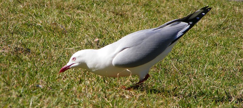 gull 1.jpg